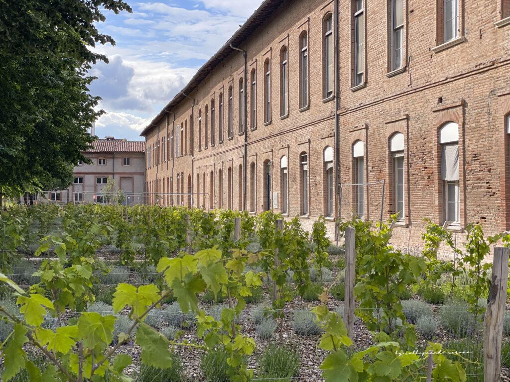 Pequeño viñedo urbano junto al Hospital de La Grave en Toulouse, con vistas a la cúpula del edificio