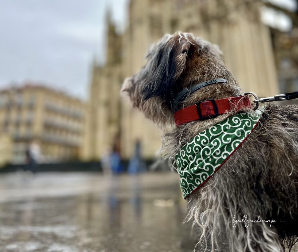 Perro Teckel delante de la Catedral del Buen Pastor en San Sebastián