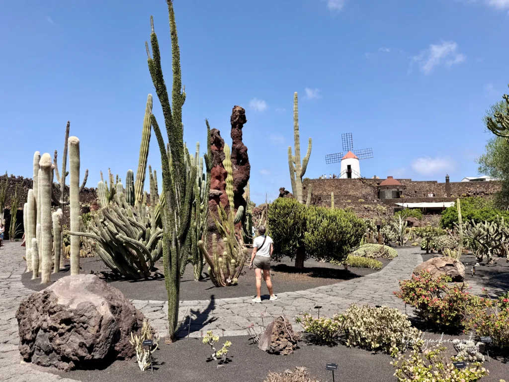 Jardín del Cactus con Molino de Viento al fondo, obra de Cesar Manrique