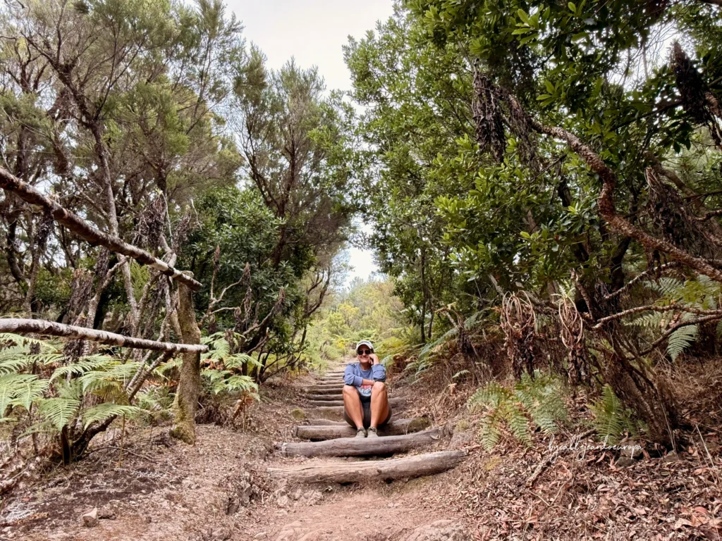 Bosque de laurisilva en el Parque Nacional de Garajonay, ruta de 2 días por La Gomera